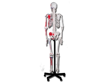 MODELLO SCHELETRO MUSCOLARE LINEA "VALUE" - immagine 3